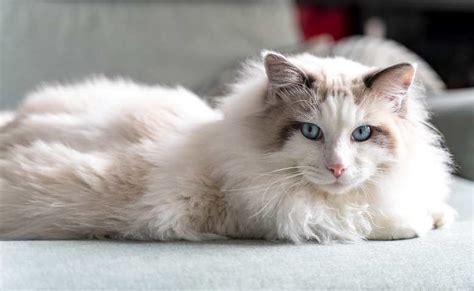 Siamese Ragdoll Cat Mix Do You Want To Know About Ragdoll Siamese Mix
