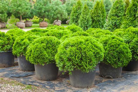 Select picture or schematic to display from thumbnails on the right and click for download. Dwarf Globe Japanese Cedar Trees For Sale | The Tree Center