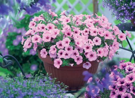 12 Best Plants For Container Gardens The Budget Diet