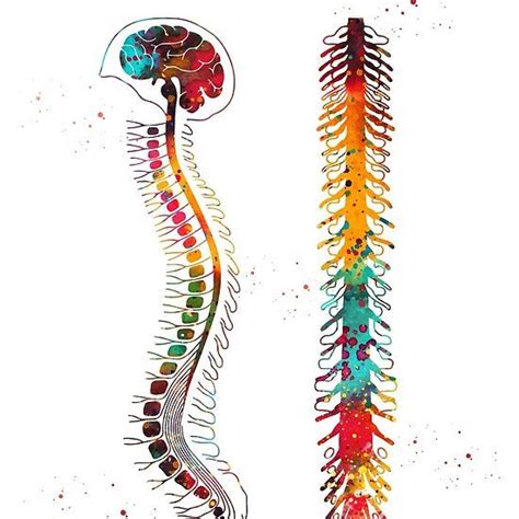 Brain With Spinal Cord Spinal Cord Anatomy Art Medical Art