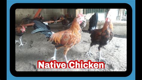 Darag Native Chicken Youtube