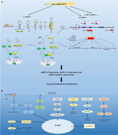 Frontiers New Insights Into Regulatory T Cells Exosome And Non