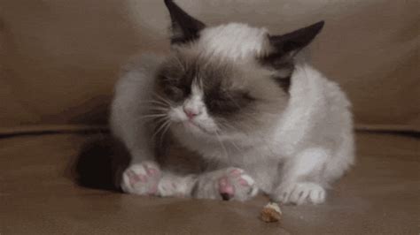 Licking Grumpy Cat Gif Find Share On Giphy