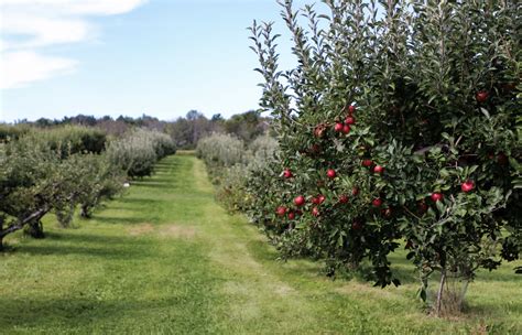 Apple Orchard Farm Tour Added To Farmfood360 Fruit And Vegetable
