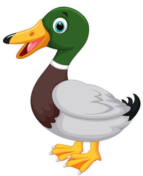 Best Mallard Ducklings Illustrations Royalty Free Vector Graphics