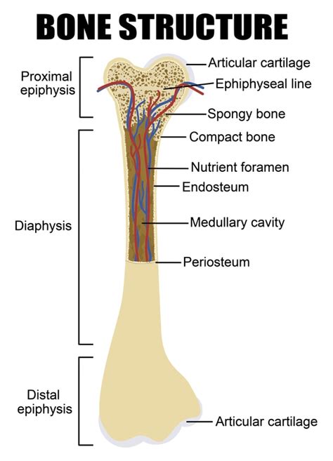 Humerus bone labeled vector illustration diagram. Chapter 6 Bones and Cartilage - Biology 4 Human ...