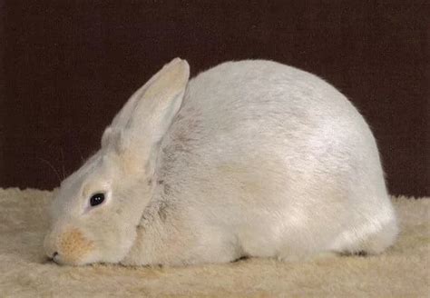 Top 10 Worlds Most Beautiful Rabbit Breeds