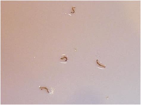 Identificación De Especies Larvas Transmitidas Por El Agua Texas Ee Uu