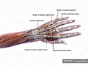 Anatomie der menschlichen Hand mit Etiketten auf weißem Hintergrund ...