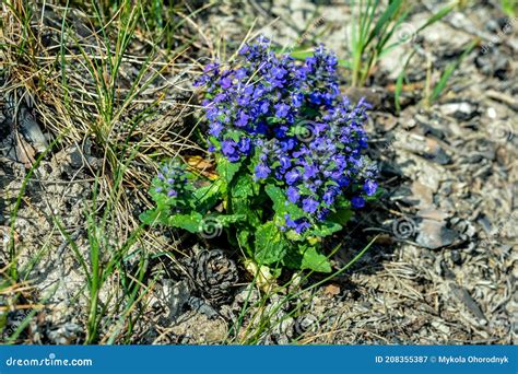 Ajuga Genevensis Stem With Blue Flowers Herbaceous Flowering Plant
