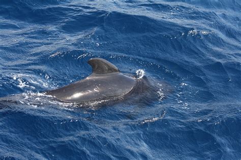 Delfines Ballenas Y Orcas En Tarifa 12 Fotos De Ballenas