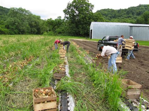 Harmony Valley Farm Vegetable Feature Onions