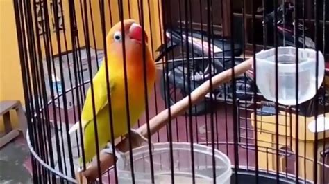 Salah satu dari sekian banyak produk dari pakan khusus gold coin love bird. Pakan Lovebird Fighter Goldcoin / Jual pakan lovebird ...