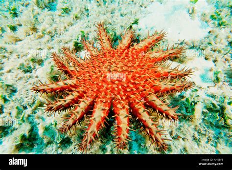 Crown Of Thorns Starfish Acanthaster Planci Kaneohe Bay Oahu Hawaii Usa