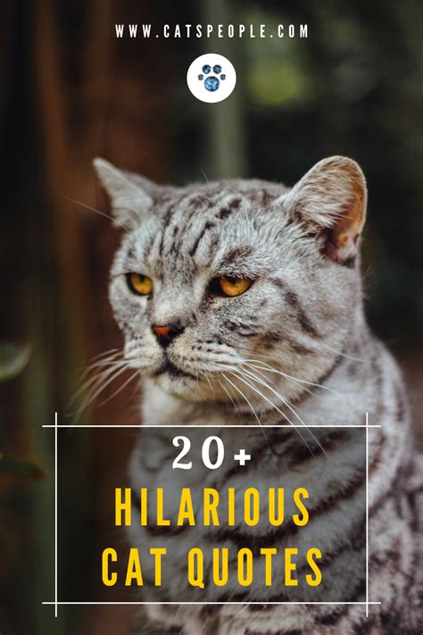 20 Funny Cat Quotes Cat Quotes Cat Quotes Funny Cat Courage