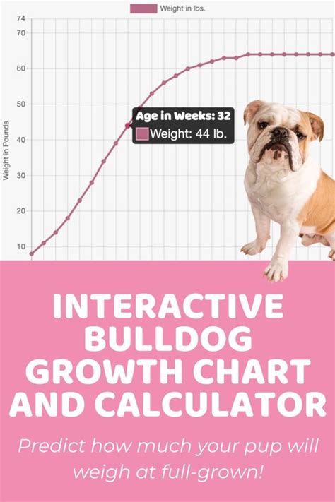 Bulldog Size Chart And Growth Patterns Puppy Weight Calculator