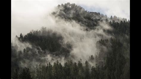 Redwoods Fog 4k Youtube