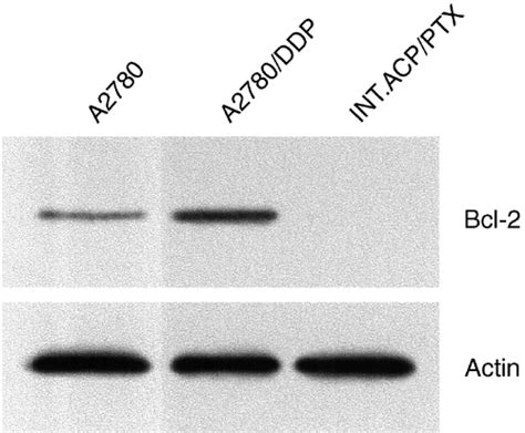 Expression Of Bcl 2 Protein In A2780 And Its Variant Cell Lines Equal