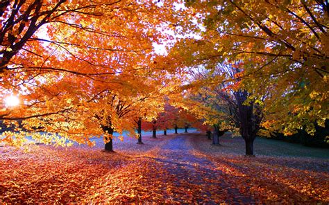 Fall Trees Background ·① Wallpapertag