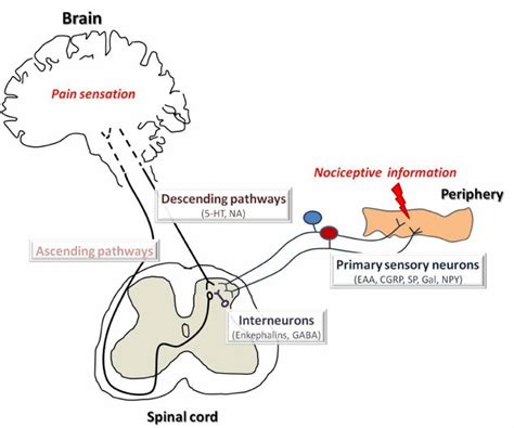 Physiology Of Pain Pathways
