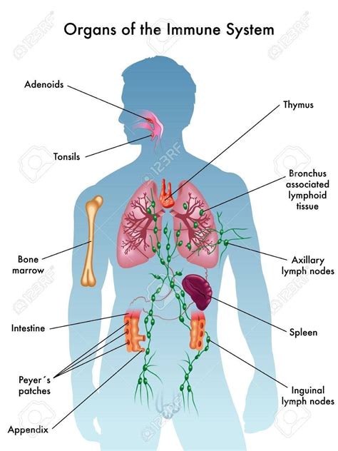 Human Immune System Diagram Labeled Arocreative