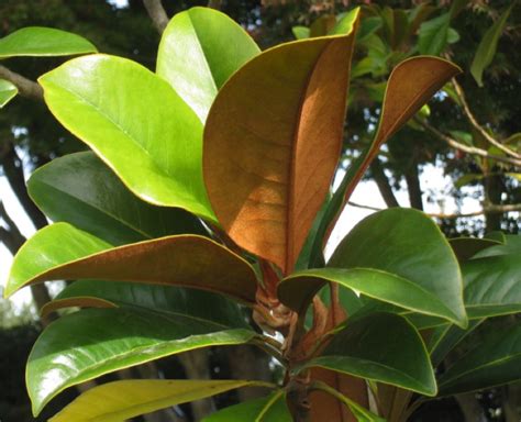 Southern Magnolia Magnolia Grandiflora Growing And Care Guide For Gardeners
