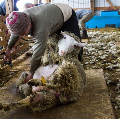 Sheep Shearing Cheese Underground