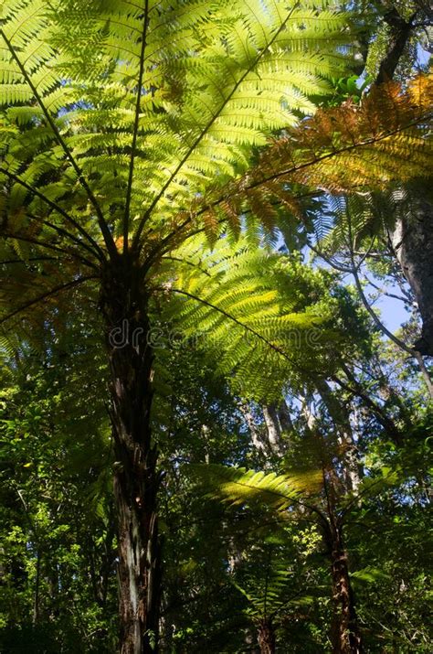 New Zealand Tree Ferns Stock Photo Image Of Natural 208797732