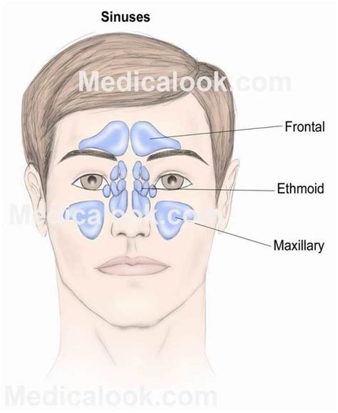 Paranasal Sinuses Human Anatomy Organs Paranasal Sinuses Anatomy