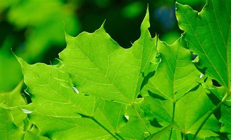 Online Crop Hd Wallpaper Canada Penticton Leaves Tree Green