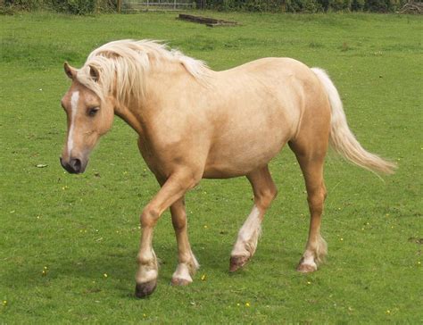 Todays Horse Facts The Welsh Mountain Pony Inspiration