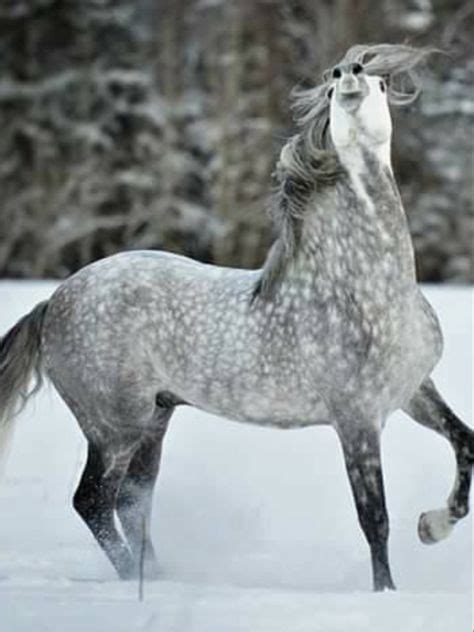Dappled Things Horses Dapple Grey Horses Horses Horse Love