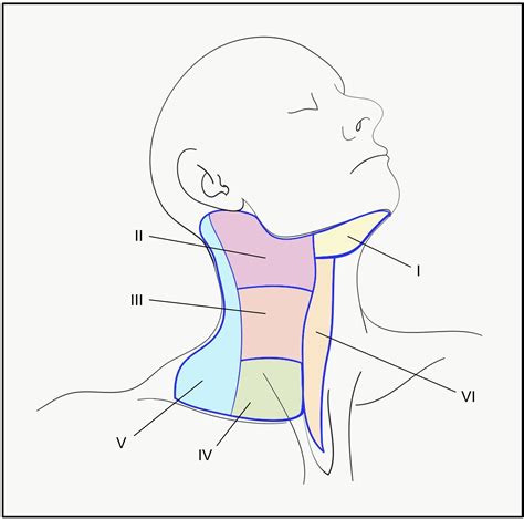 Anterior Cervical Lymph Nodes