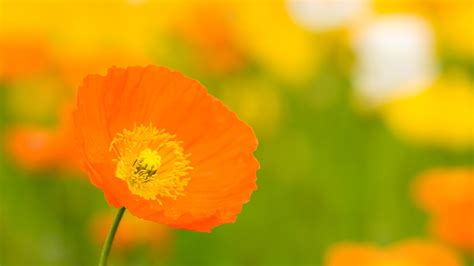 orange flower picture - HD Desktop Wallpapers | 4k HD
