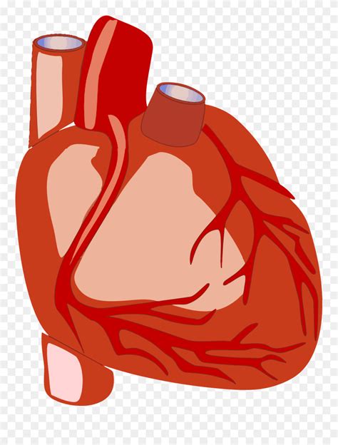 Human Heart Png Clipart Transparent Png 5722136 PinClipart