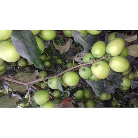 Green Thai Apple Ber Plant At Rs 39bag In North 24 Parganas Id 17182587973