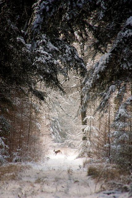 Forrest Deer In 2020 Winter Scenery Winter Scenes
