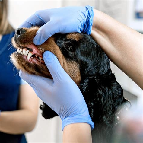 Veterinary Dental Services In Eastham Pet Dental Care And Surgery