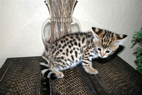 Tuhansia uusia ja laadukkaita kuvia joka päivä. Savannah Cat Characteristics, Prices and Pictures ...