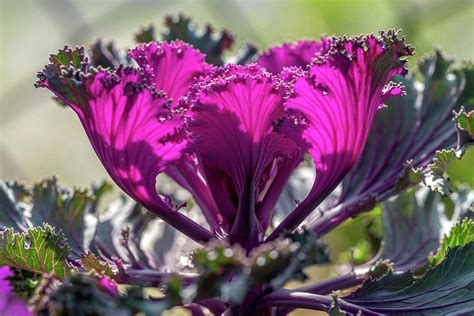 Brassica Oleraceadanita Photograph By Lisa S Engelbrecht Fine Art