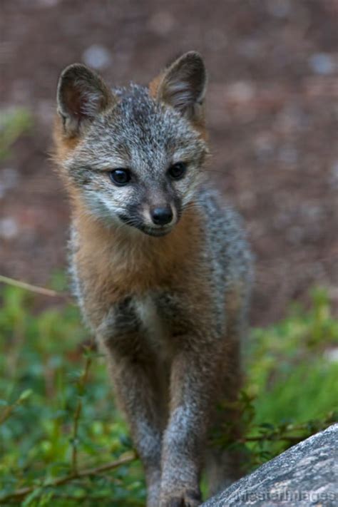 Northern Gray Fox