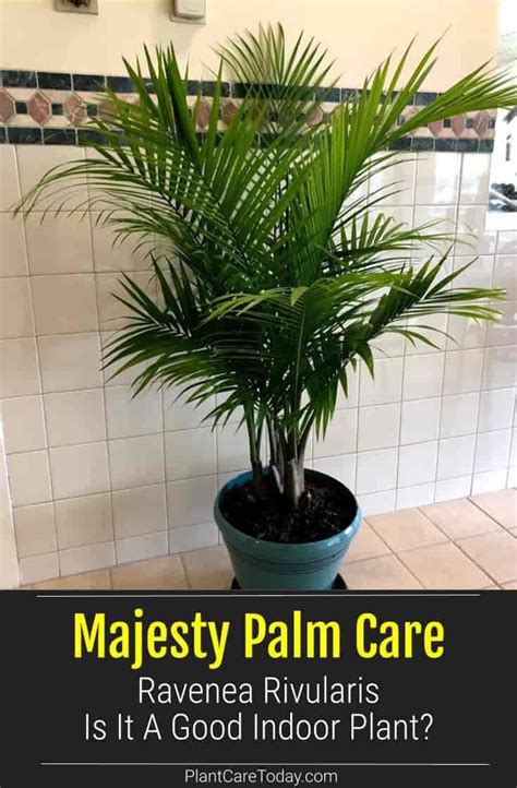 Is The Majesty Palm A Bad House Plant Or Indoor Palm Palm Plant Care