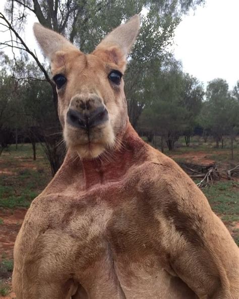 Roger The Kangaroo Flexes His Giant Muscles In An Effort To Make His Human Go Away