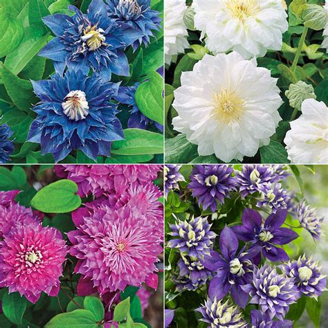 Sow one clematis seed per square inch of surface area in each pot. Buy Double Clematis Collection | Sun Perennials | Breck's