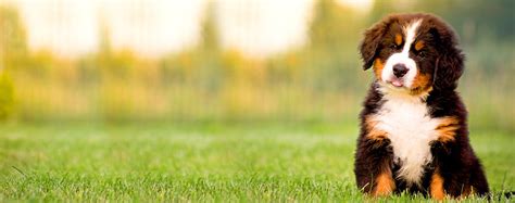 Bernese Hound Dog Names Popular Male And Female Names Wag