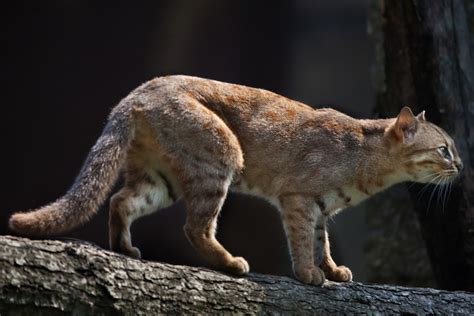 rusty spotted is one of the world s smallest wild cat species weighing only 3 pounds my