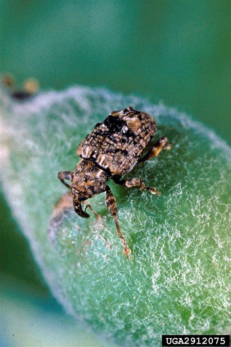 Often called plum curculio, this beetle with the long, curved snout is a common pest of apples, peaches, cherries, apricots, pears, and plums, but only east of the rocky mountains and primarily in. Plum Curculio Control: Treating Plum Curculio On Trees