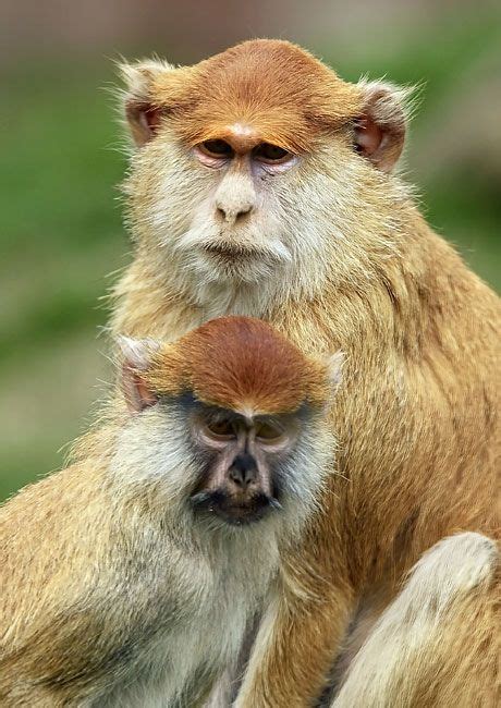 Two Monkeys Sitting On Top Of Each Other