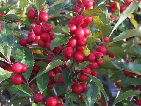 Berry Heavy Winterberry Knechts Nurseries And Landscaping