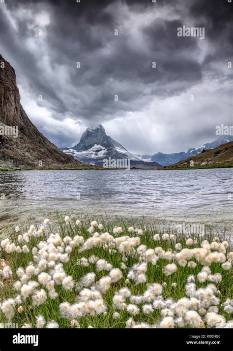 Cotton Grass On Lake Riffelsee While A Thunderstorm Hits The Matterhorn